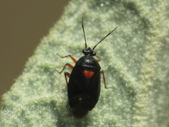 Deraeocoris ribauti