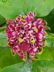 Clerodendrum bungei
