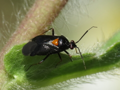 Deraeocoris ribauti
