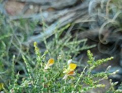 Aspalathus acuminata