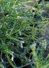 Aspalathus acuminata