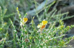 Aspalathus acuminata