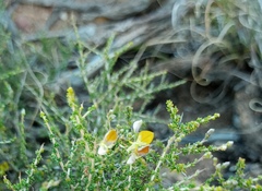 Aspalathus acuminata