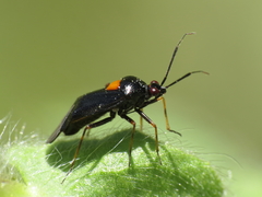 Deraeocoris ribauti