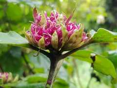 Clerodendrum bungei