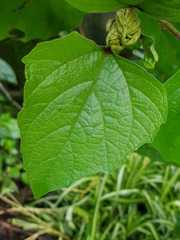 Clerodendrum bungei