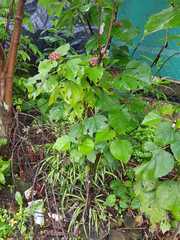Clerodendrum bungei