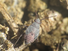 Deraeocoris ribauti
