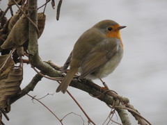 Erithacus rubecula