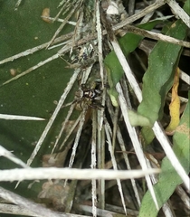 Asaphobelis physonychus