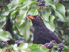 Turdus merula