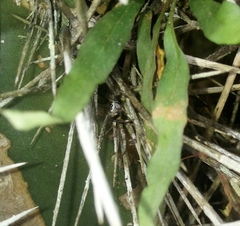 Asaphobelis physonychus