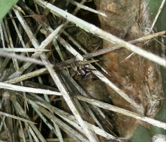 Asaphobelis physonychus
