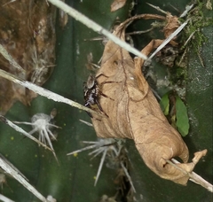 Asaphobelis physonychus