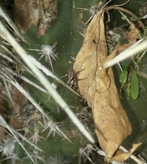 Asaphobelis physonychus