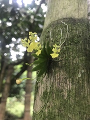 Erycina pumilio