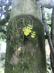 Erycina pumilio