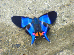 Rhetus dysonii