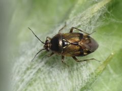 Deraeocoris serenus