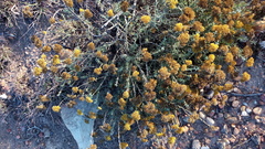Helichrysum rutilans