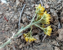 Helichrysum rutilans
