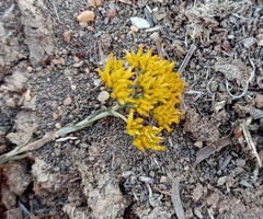 Helichrysum rutilans