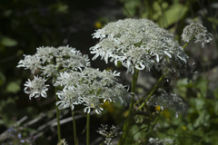 Heracleum apiifolium