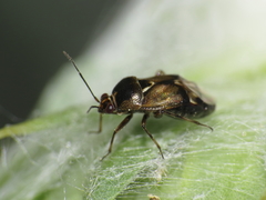 Deraeocoris serenus