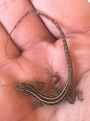 Anolis ophiolepis