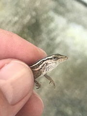 Anolis ophiolepis