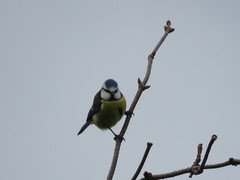 Cyanistes caeruleus