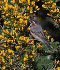 Curruca cantillans