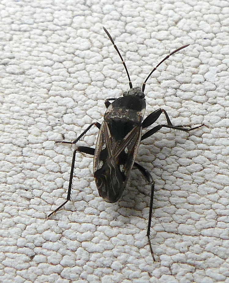 Caprochromus moerens