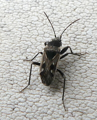 Caprochromus moerens