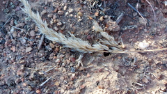 Pentameris eriostoma