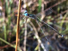 Lestes australis
