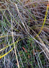 Pentameris eriostoma