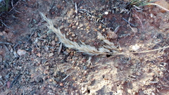 Pentameris eriostoma