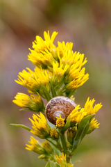 Euomphalia strigella