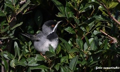 Curruca ruppeli