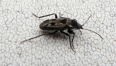 Caprochromus moerens