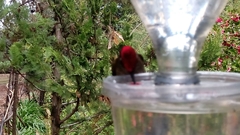 Sephanoides sephaniodes