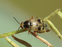 Deraeocoris serenus