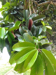 Vateria indica