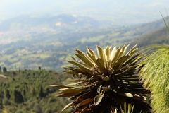 Espeletia guacharaca