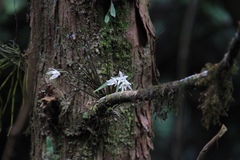 Dendrobium moniliforme