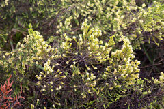 Passerina falcifolia