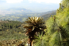 Espeletia guacharaca