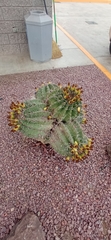 Ferocactus