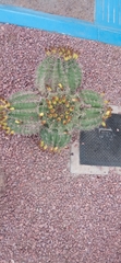 Ferocactus